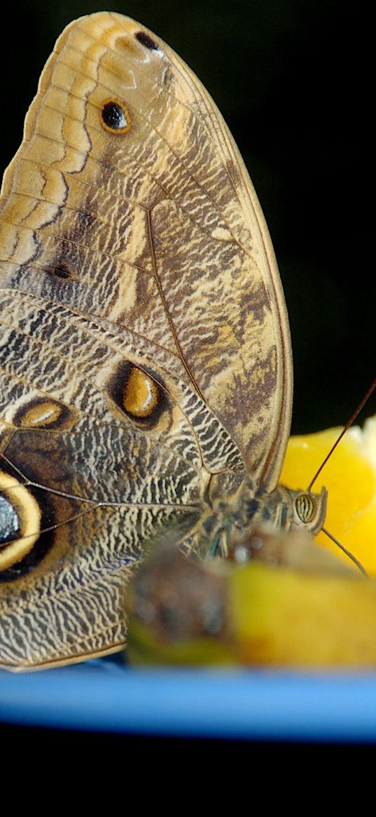 butterfly, orange, bowl, citrus