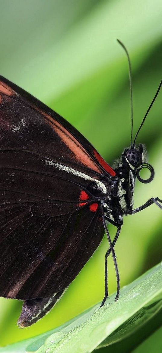 butterfly, antennae, wings, patterns