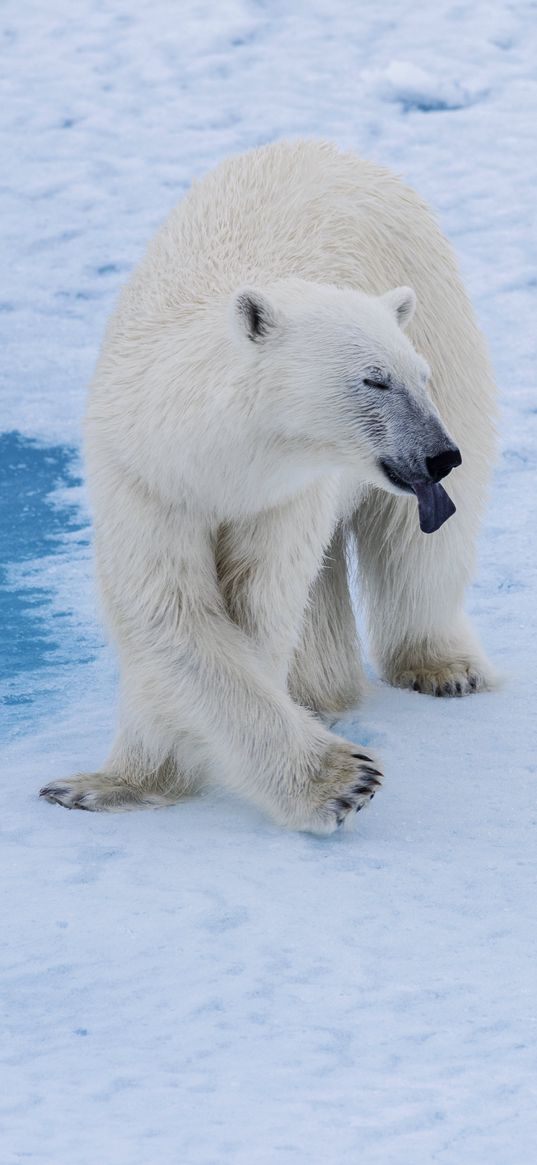 polar bear, bear, predator, snow, water