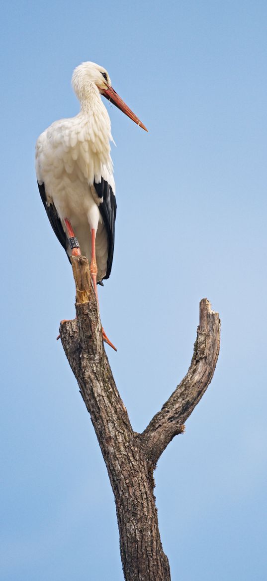 stork, bird, branch, sky