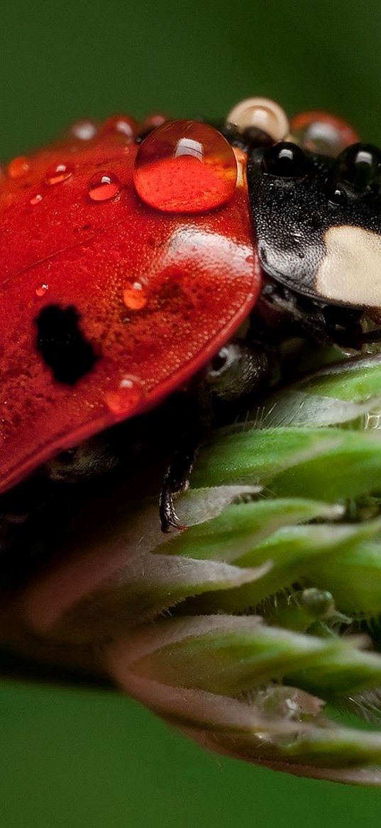 ladybug, leaf, drop, wet