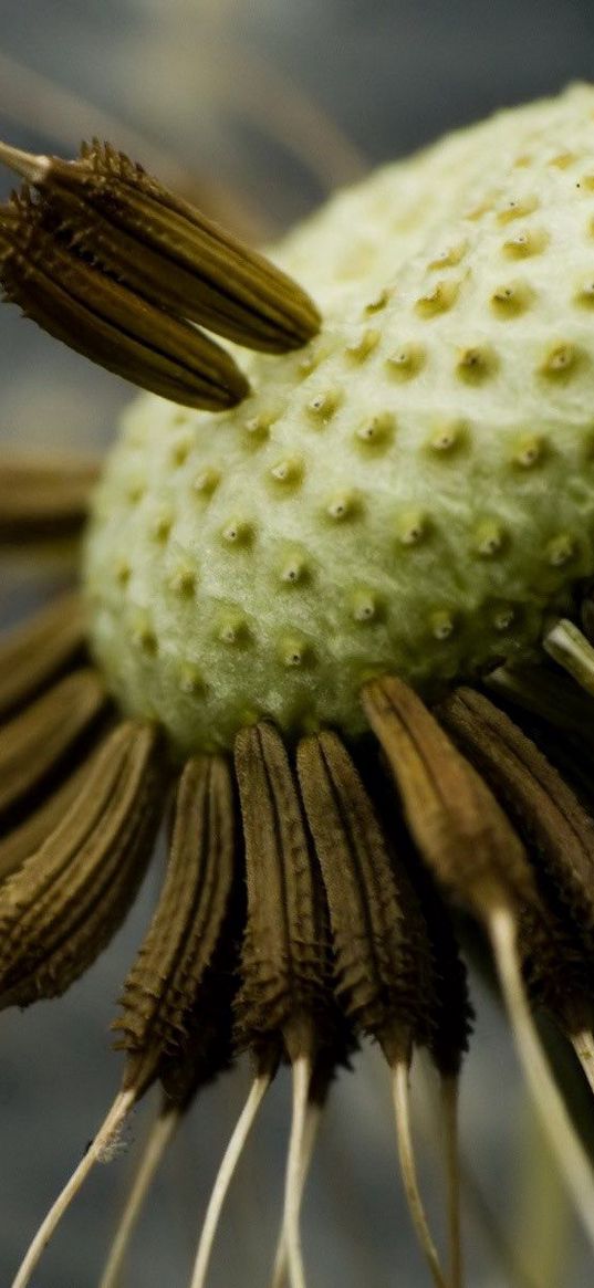 dandelion, seeds, fly around, close-up