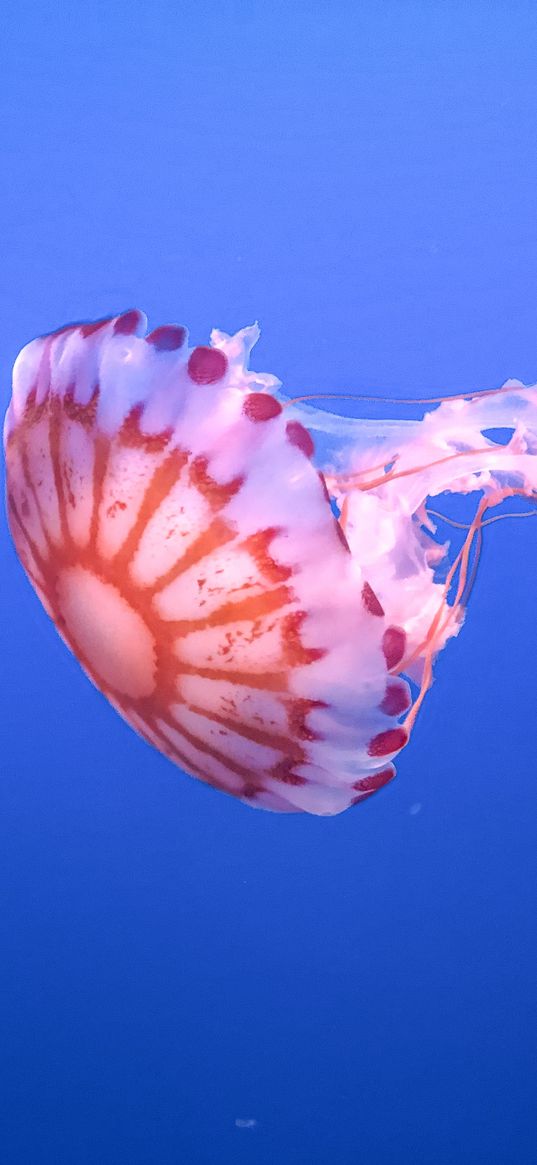 jellyfish, tentacle, beautiful, underwater world