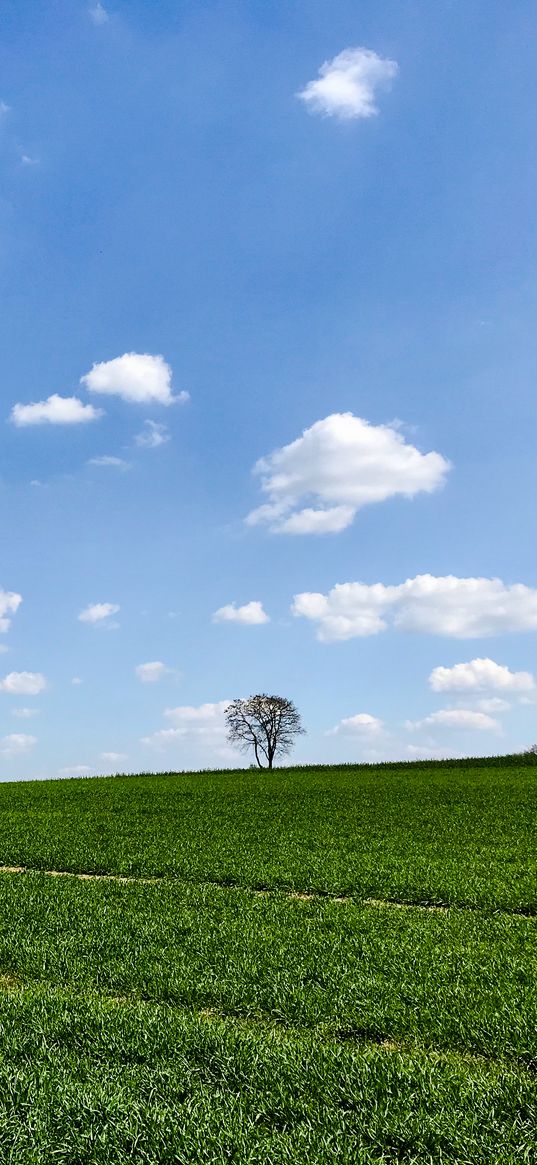 slope, tree, grass, horizon, sky