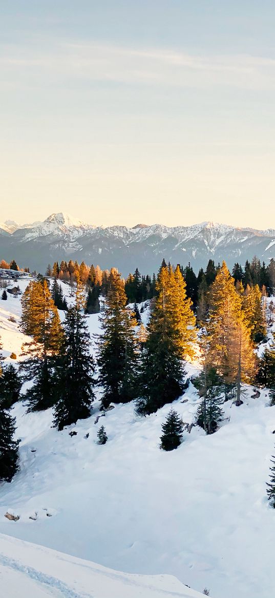 spruce, trees, snow, snowy, mountains