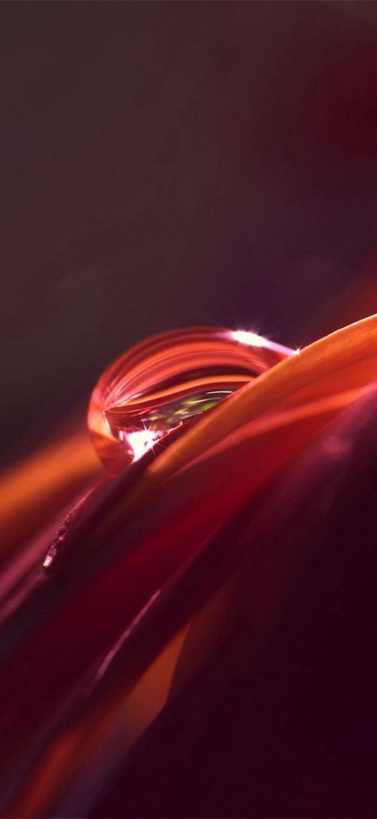 petal, drop, shadow, light