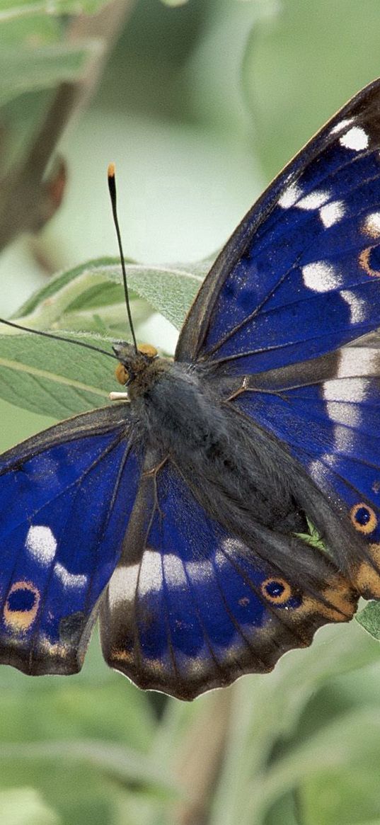 butterfly, wings, grass, patterns