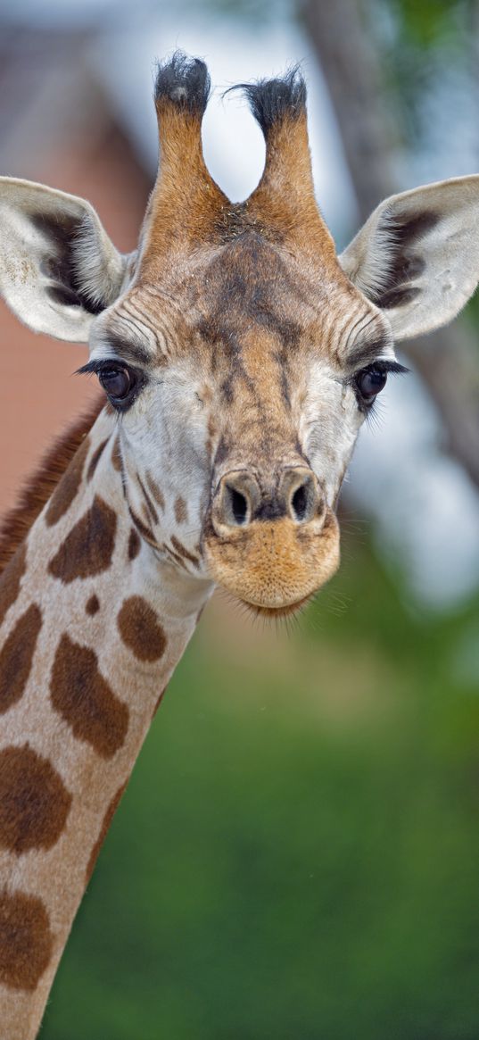 giraffe, face, animal, neck, spots