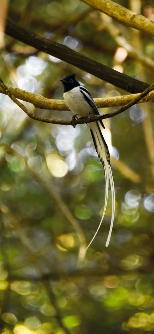 paradise-flycatcher, bird, tropical, tail