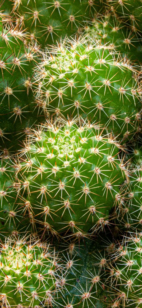 cactus, needles, thorns, macro, plant