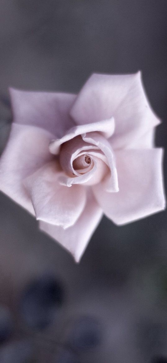 flower, shadow, light, gentle