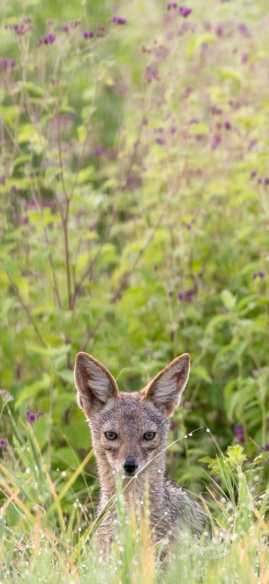 jackal, predator, animal, glance