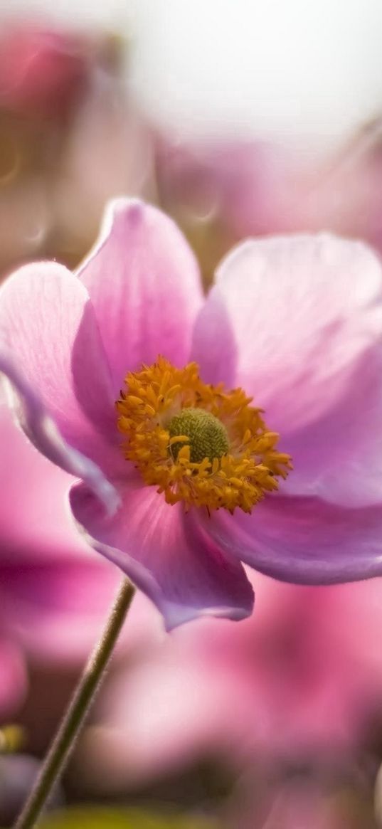 flower, field, stem