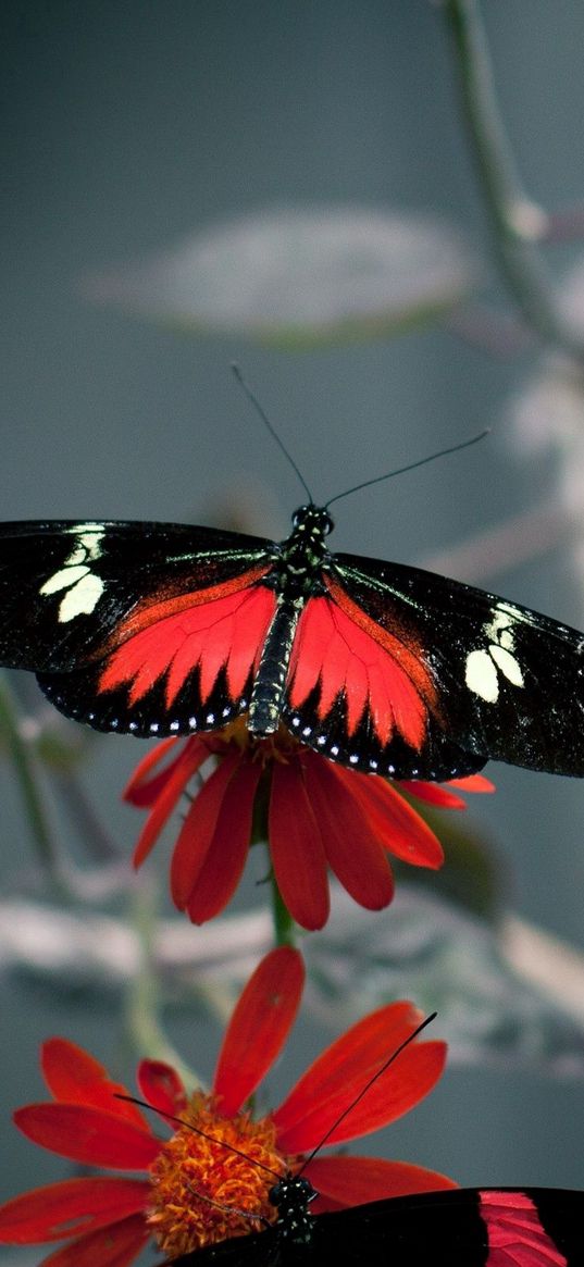 flower, butterfly, flight, pattern