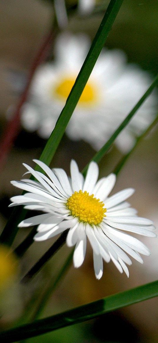 flowers, bee, fly, pollination, field, grass