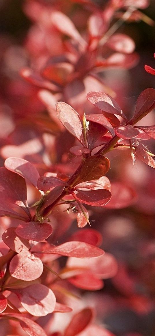 plants, grass, petals