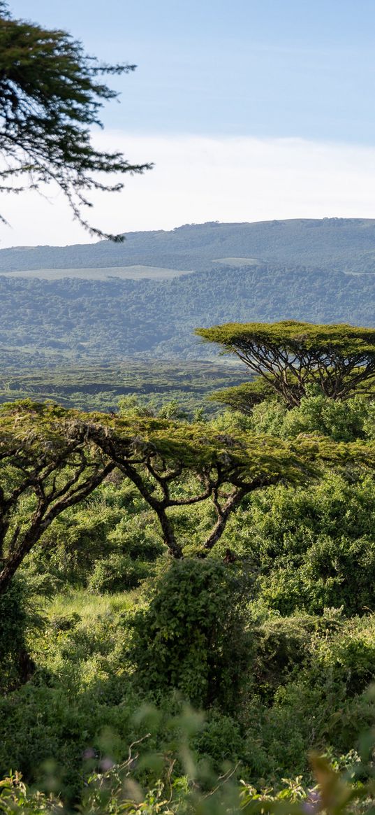 safari, bushes, hills, grass, branches