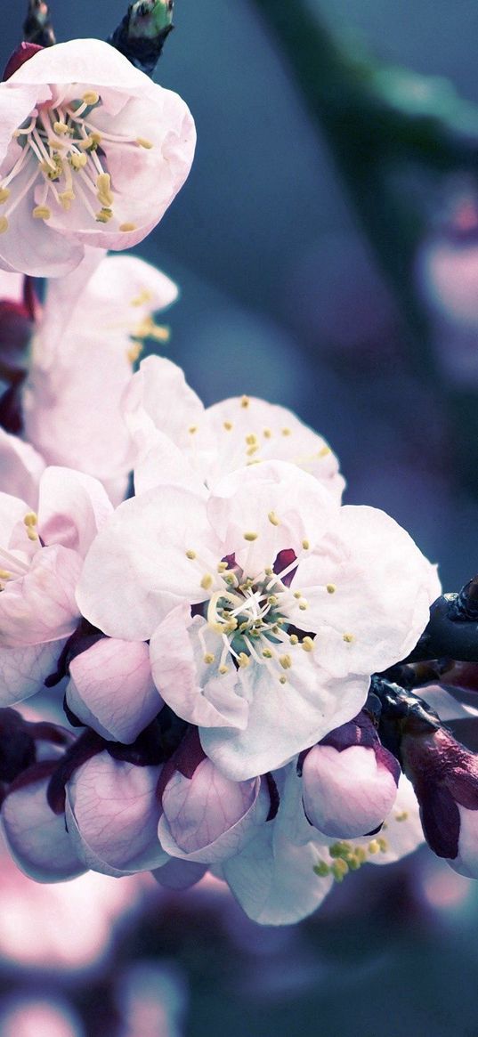 flowers, flowering, plant