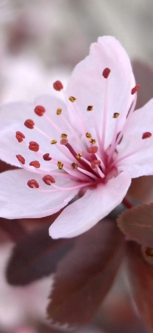 flower, blossom, plant, spring