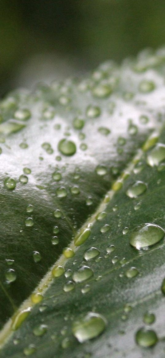 leaf, drop, dew, moisture