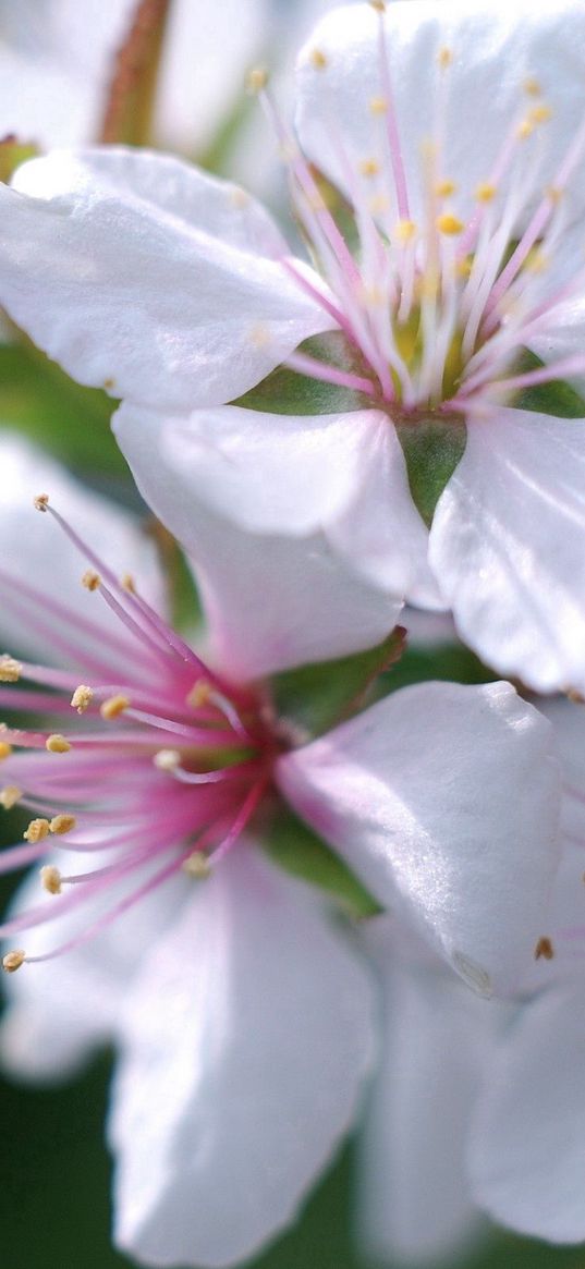 flower, blossom, plant, spring