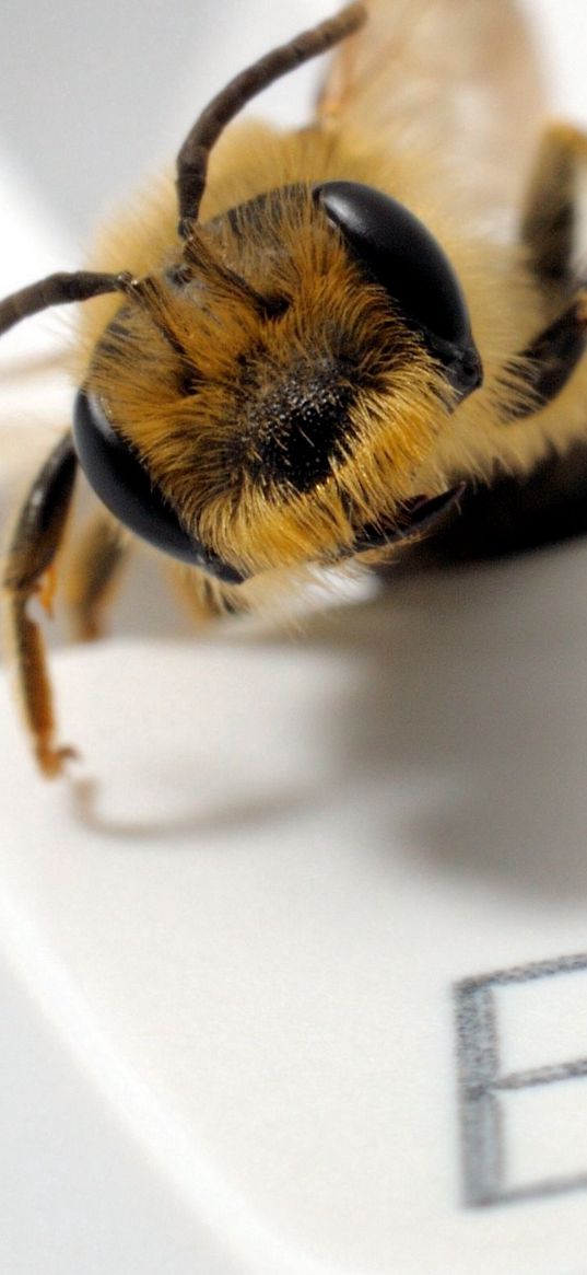 insect, eyes, keyboard, button