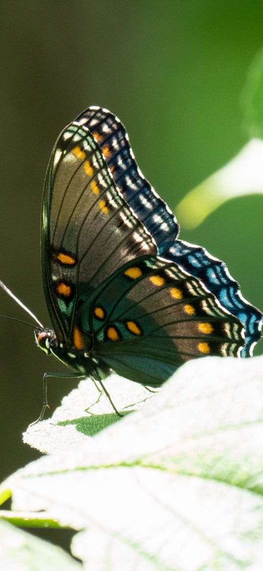 butterfly, tropical, wings, insect, leaves