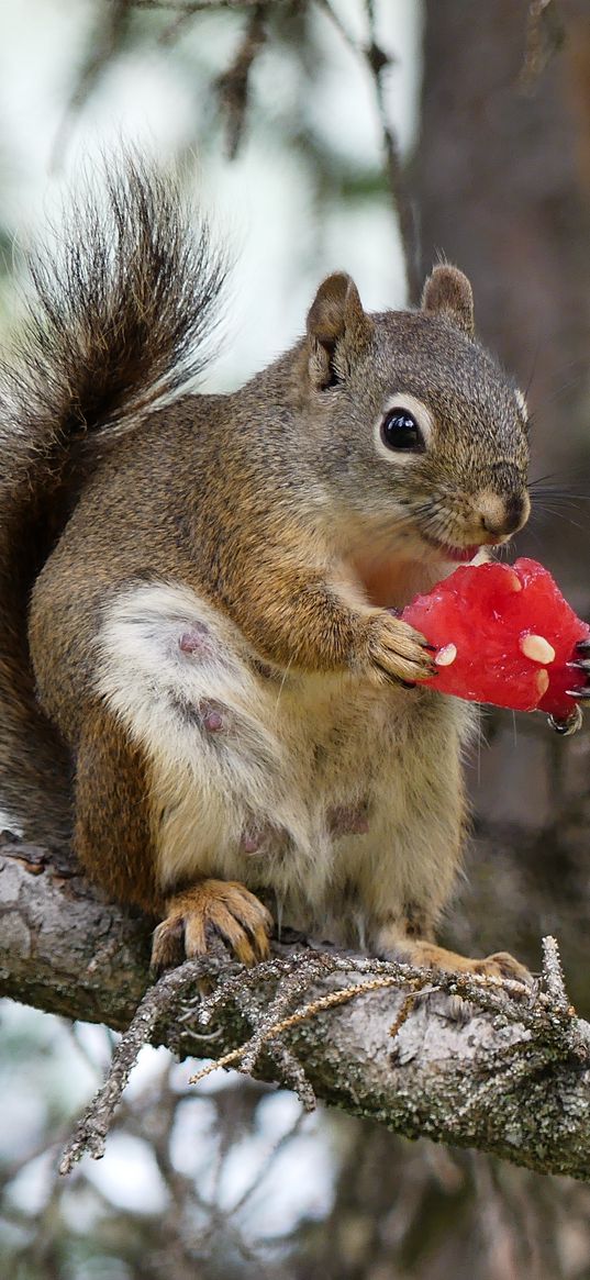 squirrel, rodent, fluffy, branch, watermelon