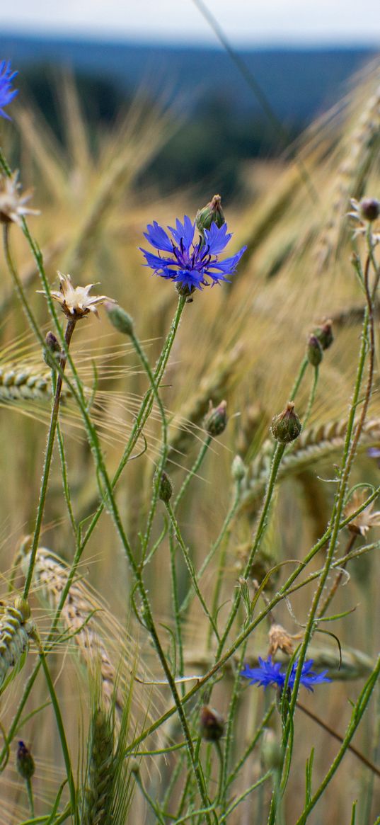 cornflower, flowers, ears, grass, field