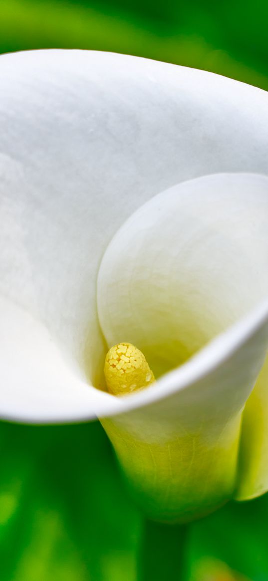 calla, flower, bloom, macro