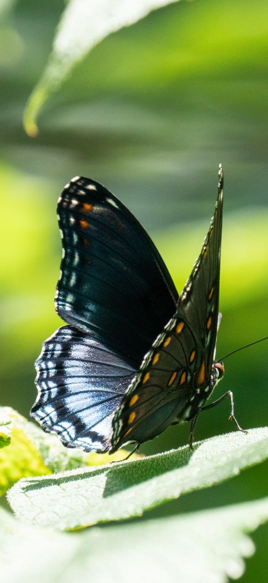 butterfly, wings, pattern, tropical, leaves