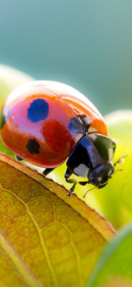 ladybird, grass, leaves, dry