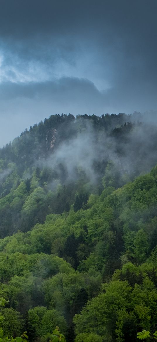 hill, trees, bushes, fog, sky