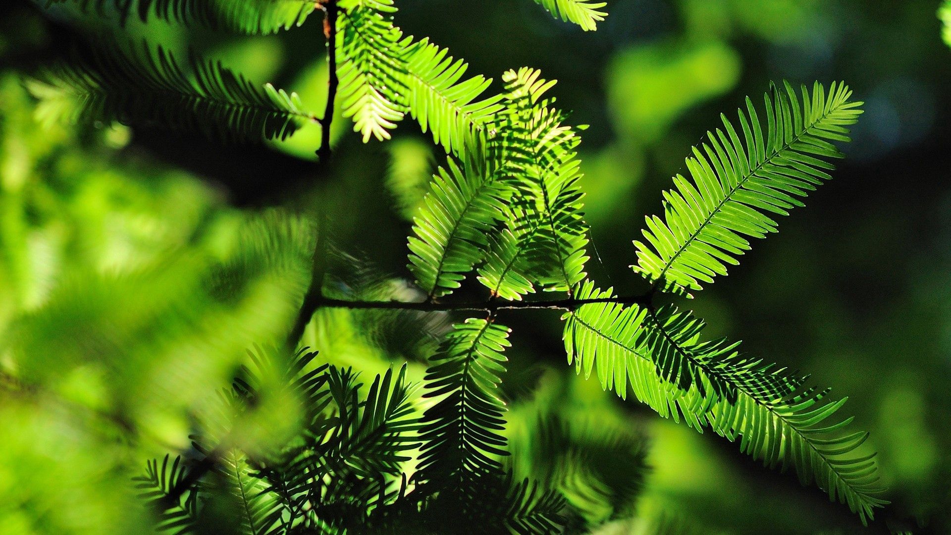 grass, trees, leaves, shade, thick