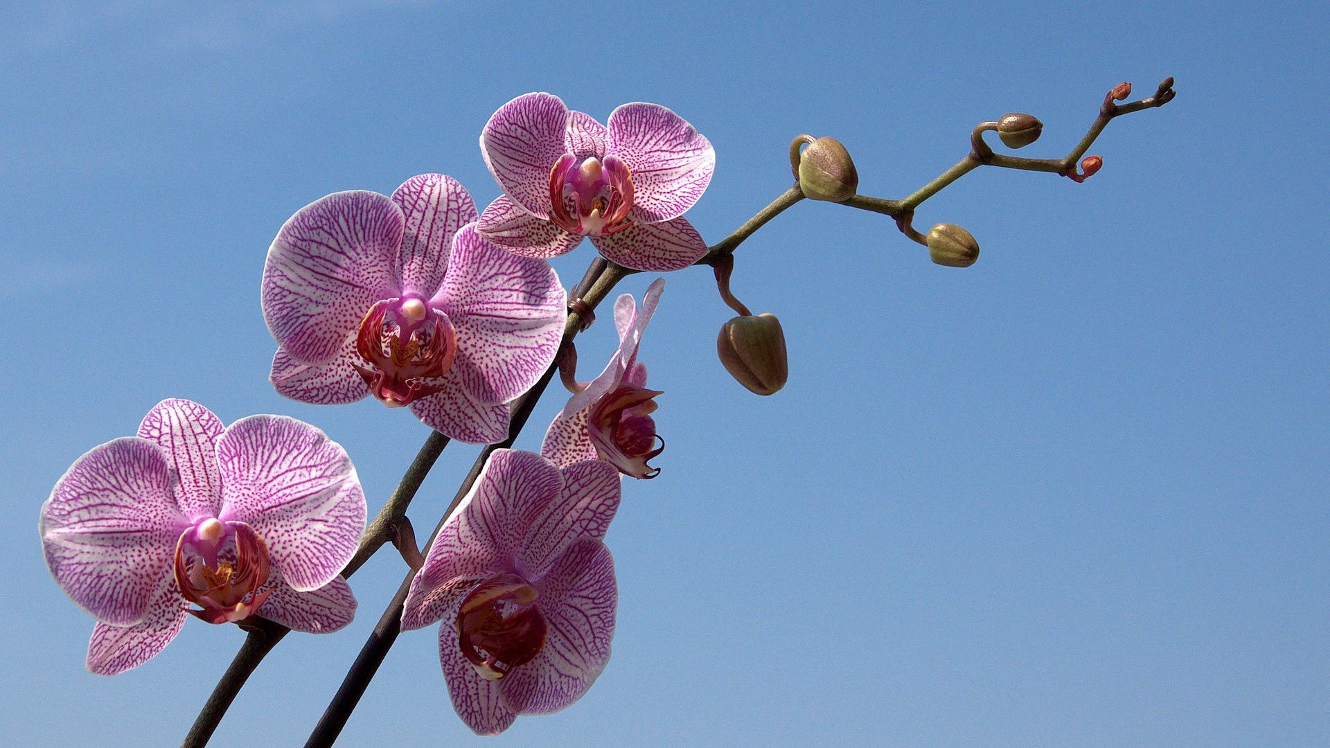 orchid, striped, sky, branch