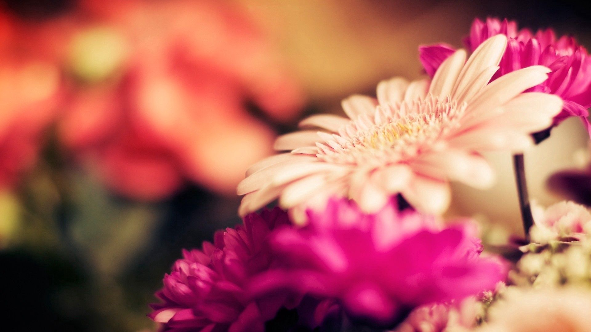 flowers, bouquets, flashing, multicolored