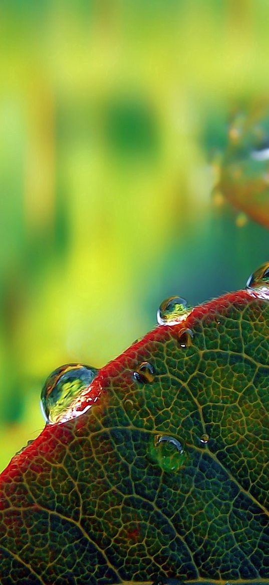 leaves, drops, dew, plant