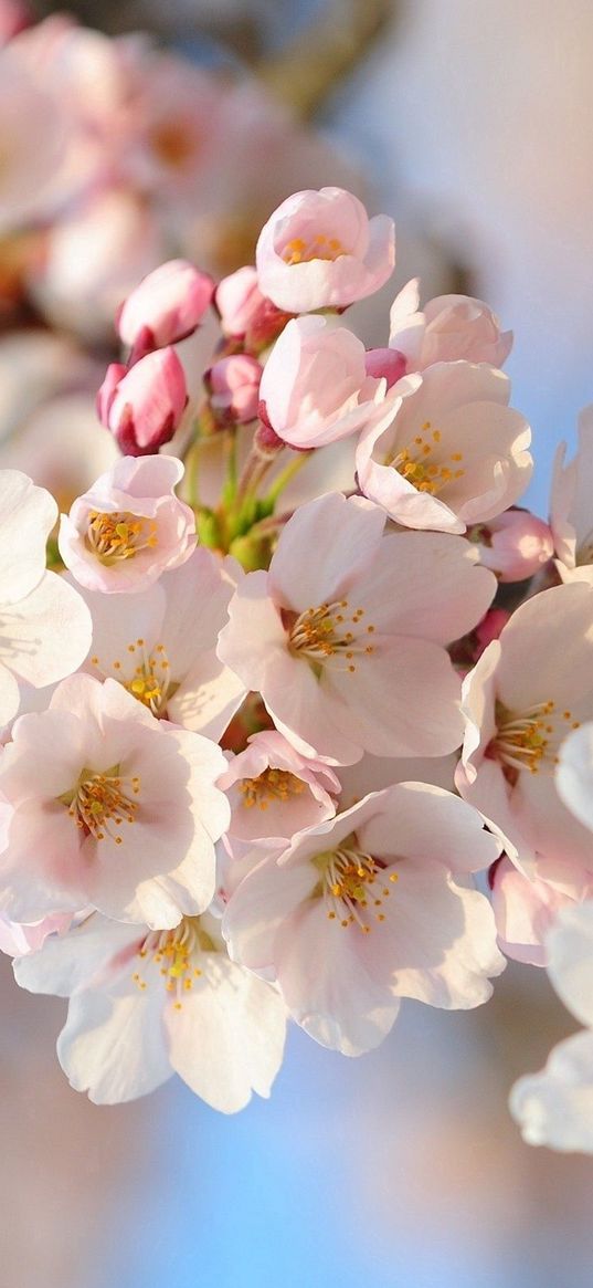 flowers, plants, tree, bloom, spring