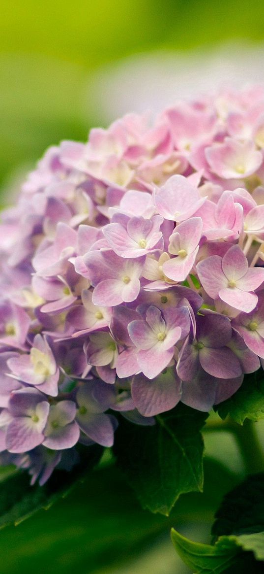 flowers, petals, grass, bouquet