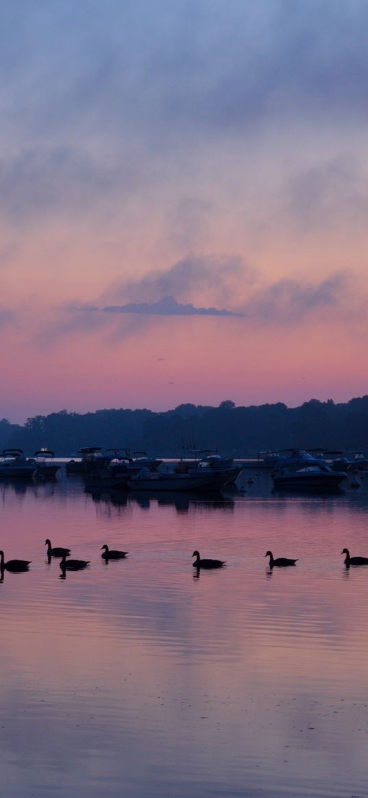 swans, birds, lake, dusk, trees, sky