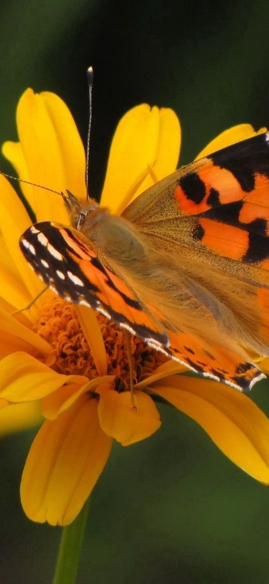 butterfly, flower, fly, patterns