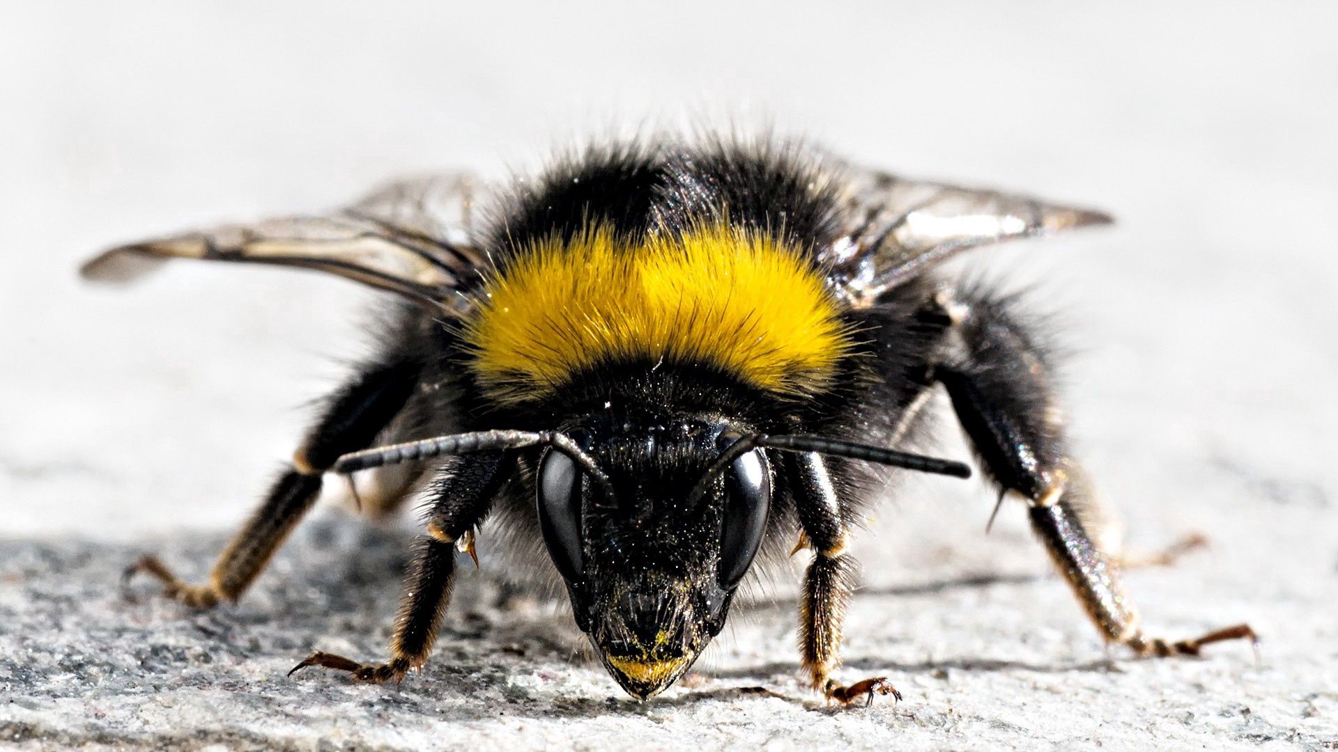 bee, insect, surface, wings, striped