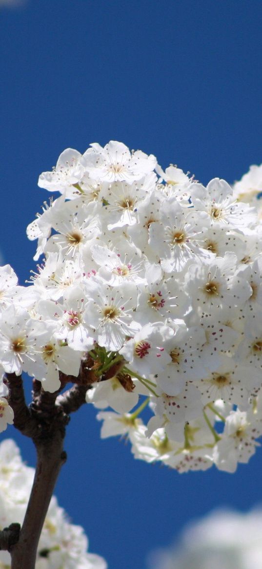 flowers, bloom, tree, branch, sky, spring