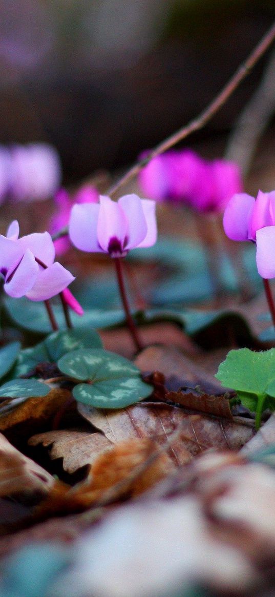 flowers, branches, leaves, spring, wet