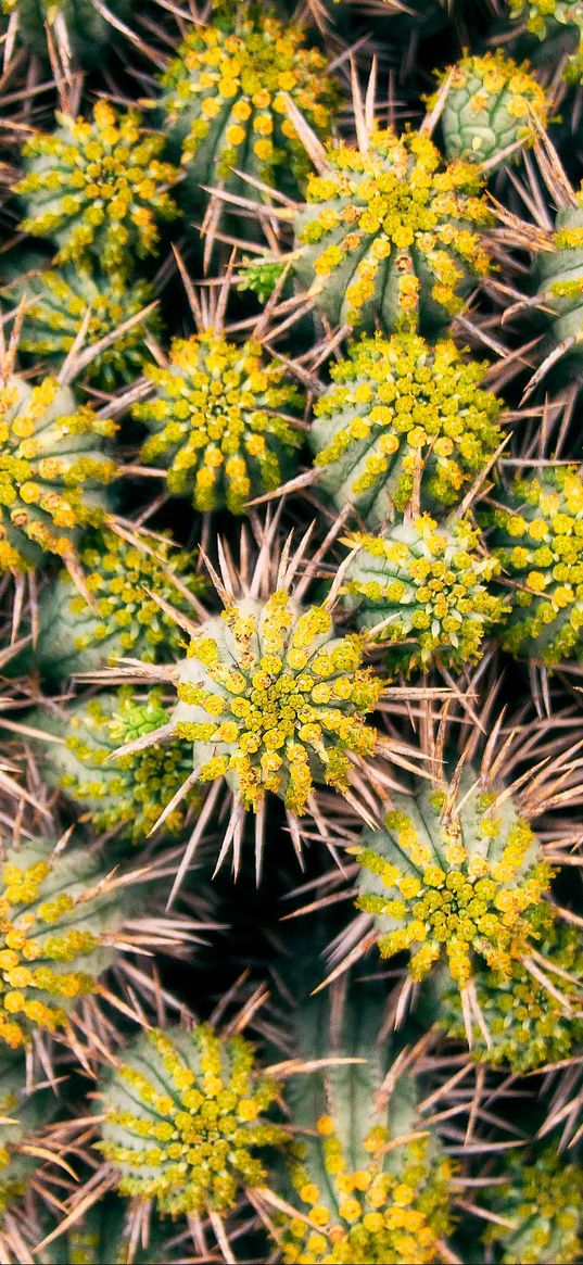 cactus, needles, plant, macro, thorns