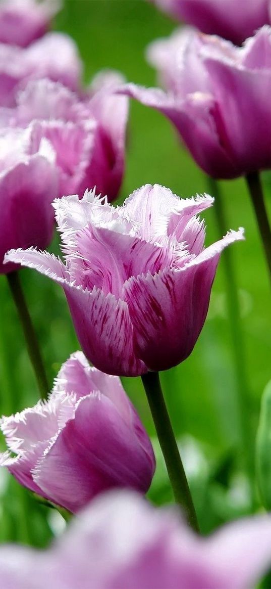 flowers, field, tulips, striped, grass, stems