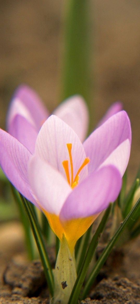 snowdrops, flowers, dirt, petals, leaves