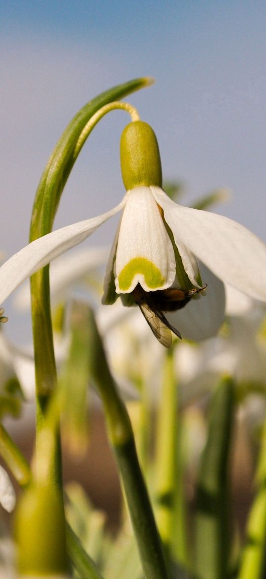 flowers, narcissus, field, bee, pollination