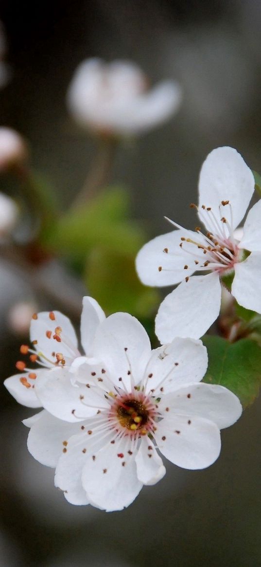 flowers, blooming, spring, leaves