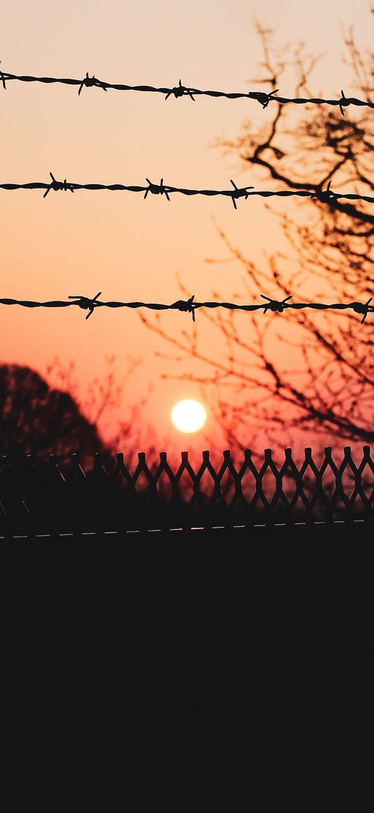 wire, thorns, sunset, sun, branches